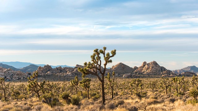 landscape with many Joshua trees and rounded rock formations