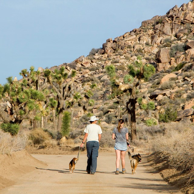 Color photo of visitors walking their leashed dogs on a dirt road. NPS / Brad Sutton