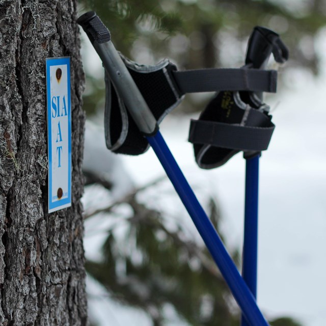 A close up of hiking equipment and a small rectangular IAT sign fixed on the trunk of a tree.