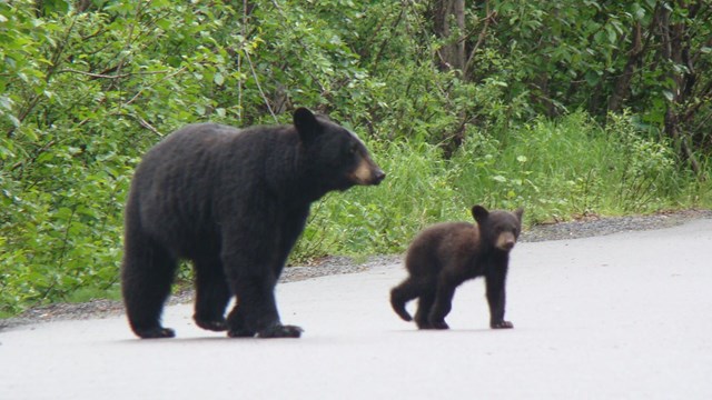 A sow and cub cross a paved trail