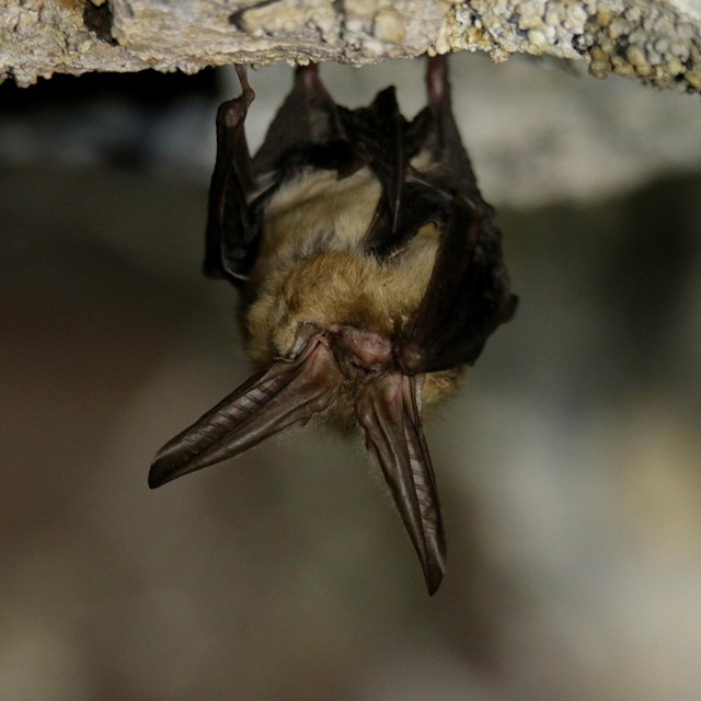 Close up of a Townsend's Big-eared Bat hanging in a cave.