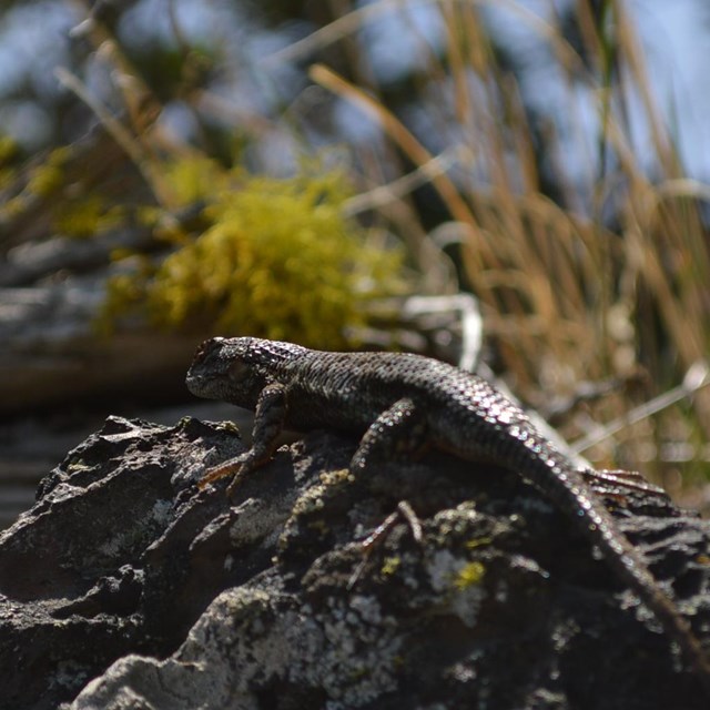 Fence lizard lounging on a rock.