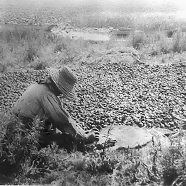 Woman grinding wocus (water lily seeds), photo provided by the Klamath Tribes