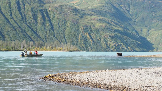 A bear stands at the edge of a pebble beach facing a boat of fishermen in front of mountains.