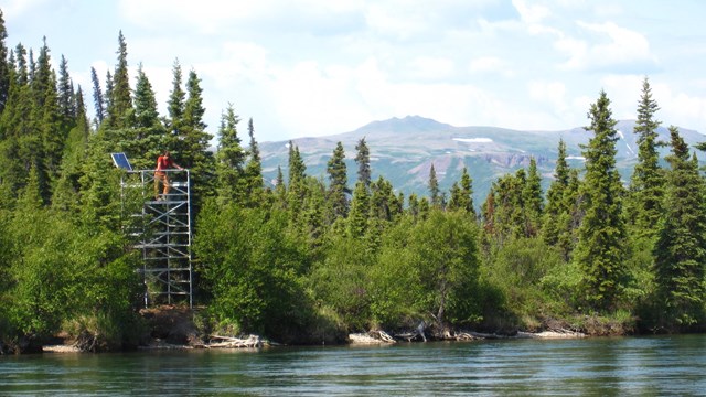 A person counts salmon atop a metal tower overlooking a wide river lined with trees.