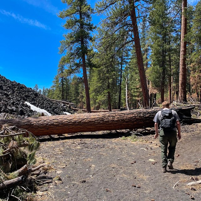 Hikers on walk around a large tree fallen across a trail next to a black lava field.