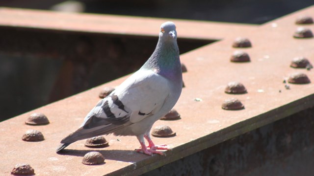 Alone pigeon stares at the camera standing atop a girter