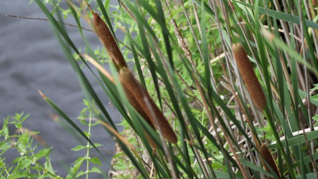 Many cattail flowers can be seen among the reeds along the canalside, long and brown atop long stems