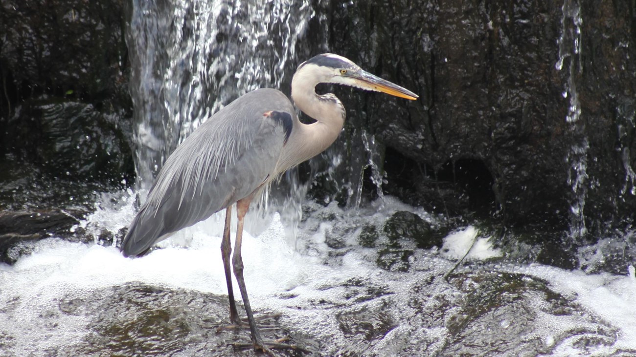 A lone heron stands atop a rock at the base of cascading water