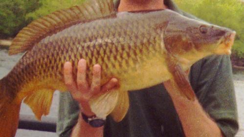 A man holds a large common carp along the Merrimack Riverside