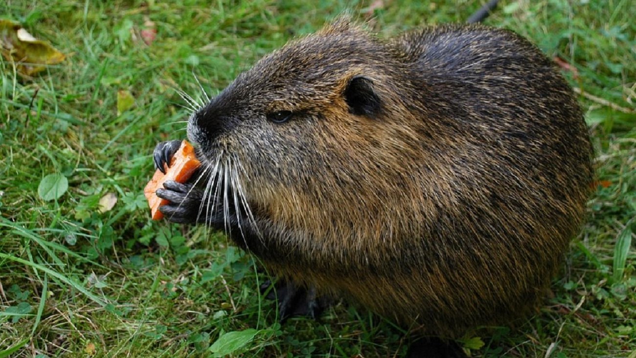 A small hunched rodent chews on a piece of carrot, a long tail extending behind it
