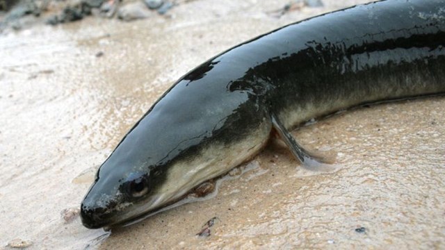 an american eel lying in shallow water along the beach
