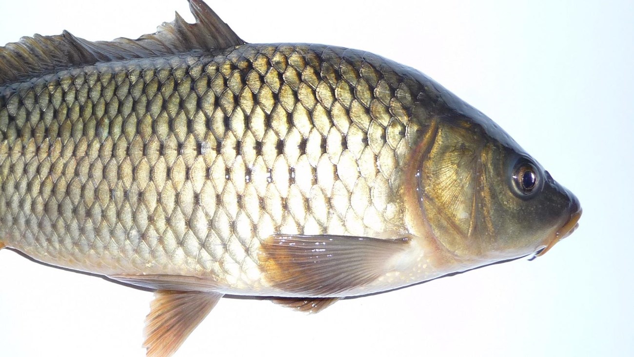a common carp lying against a white background