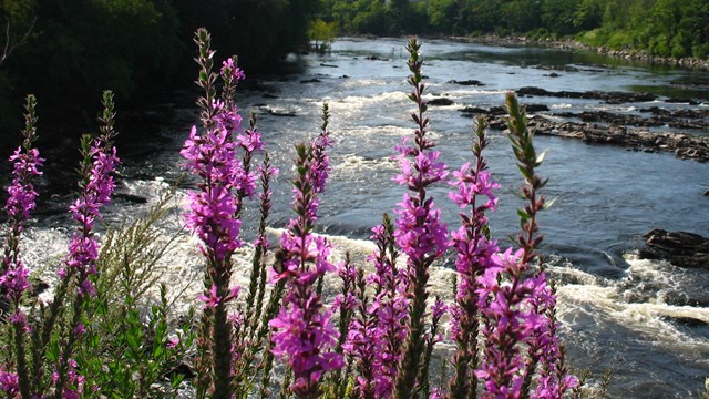 A clump of purple loosestrife with the Merrimack River running in the background