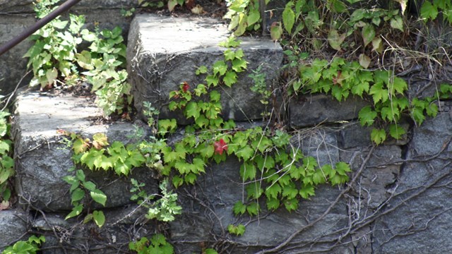 A brick wall covered with leaves and ivy, known as Japanese creepers