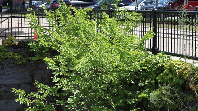 a tree-of-heaven is extending out from the wall of a Lowell canal