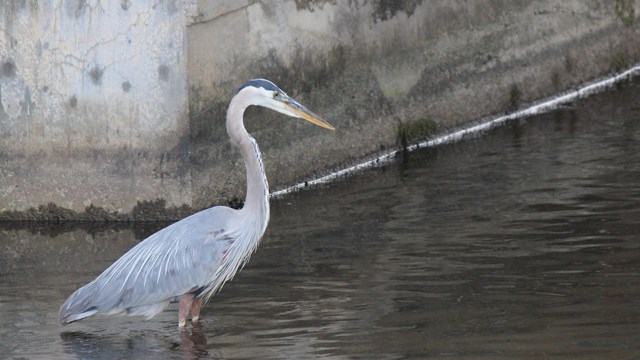 A Great Blue Heron wading through low water in the Pawtucket Canal