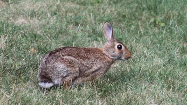 A New England Cottontail rabbit lies in the grass outside a converted mill building
