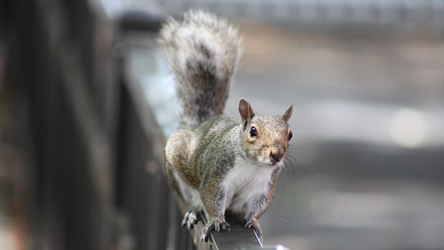 A grey squirrel balances along a playground fence in Mack Plaza