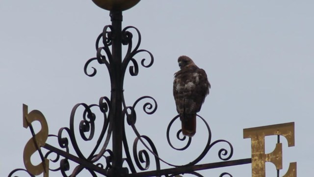 A red-tailed hawk sits atop the eastern side of a weather vane looking away and to the right.