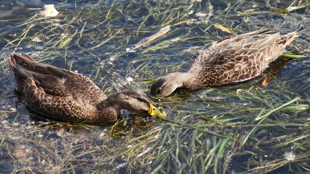 Two female mallard ducks dip their bills beneath the water to grab floating plants.