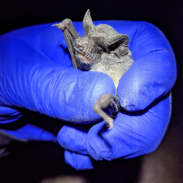 Close-up shot of captured bat in blue-gloved hand