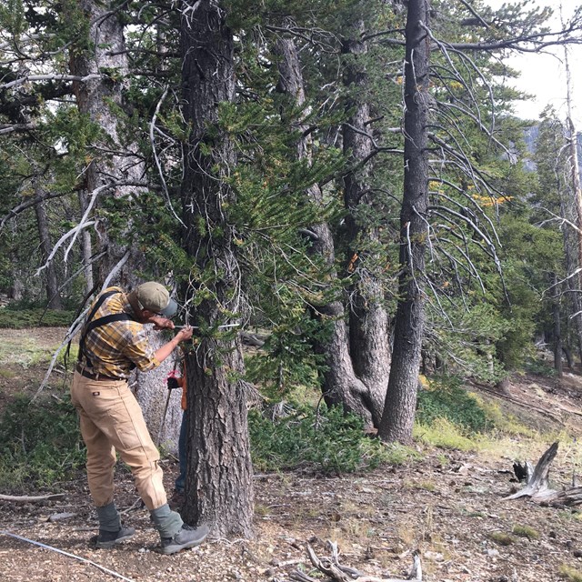 Observer measuring DBH of a limber pine tree in Great Basin National Park