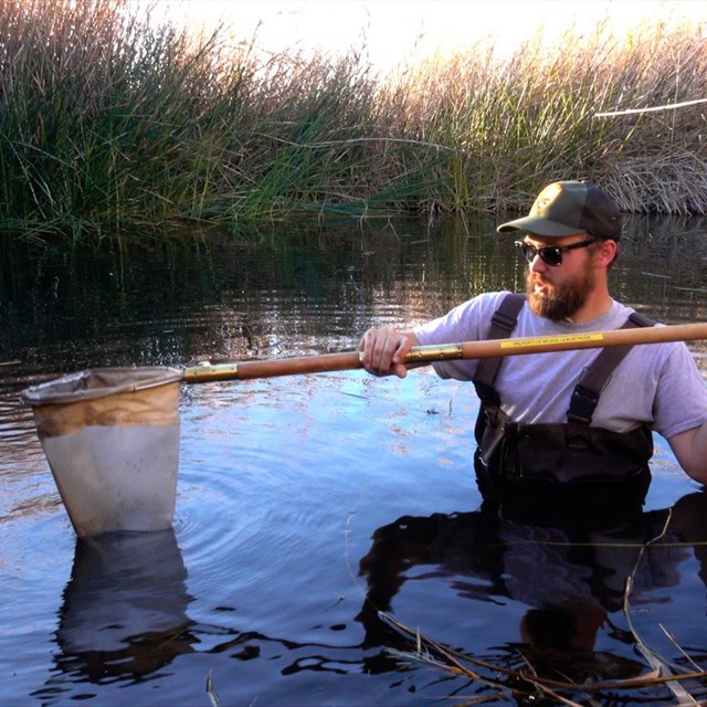 A scientist in waders scoops material from the bottom of a deep spring