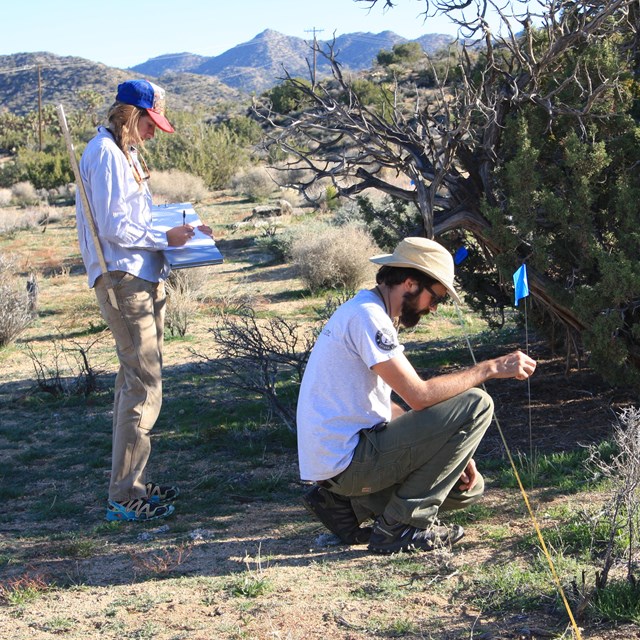 Field crew observing and recording plants along a transect