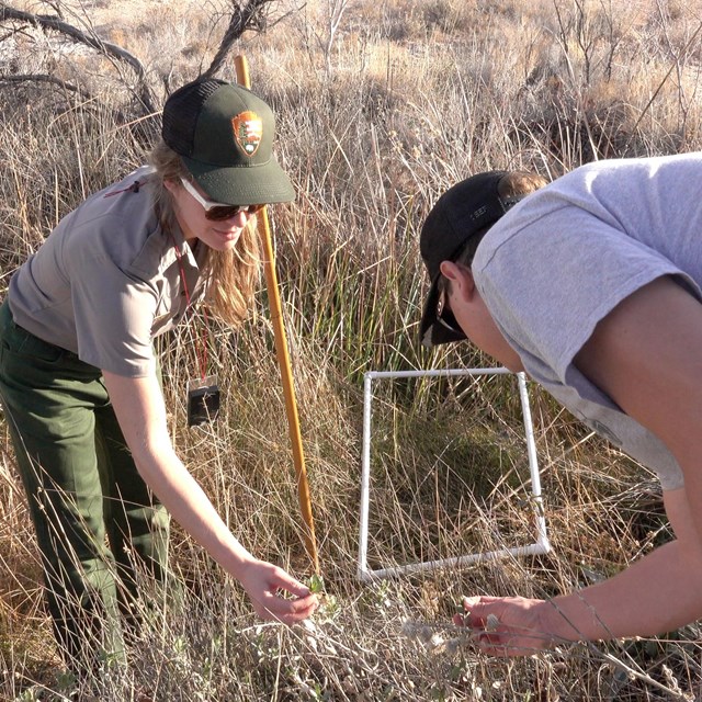 Two scientists observe plant species within a spring riparian area