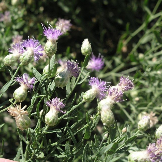 patch of invasive Russian knapweed