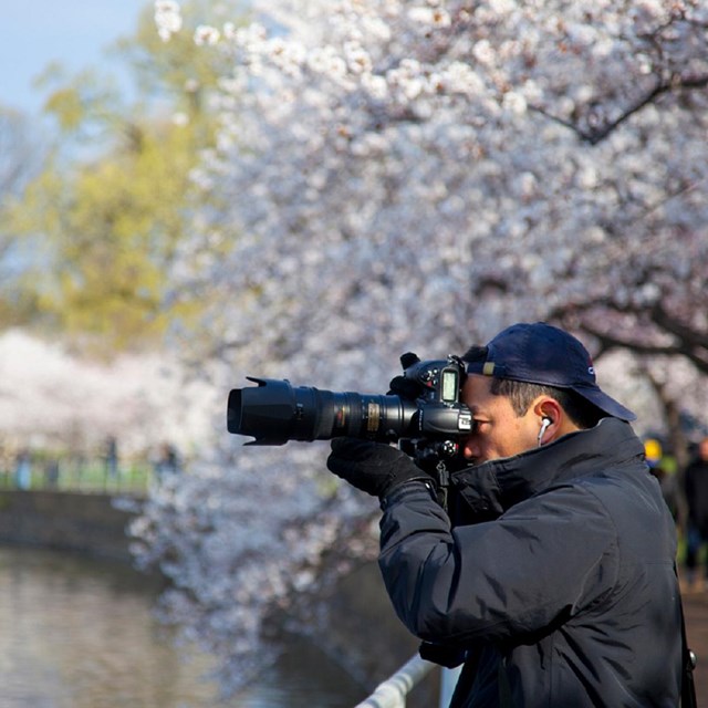 Photographer with a large lens near cherry blossom trees and water
