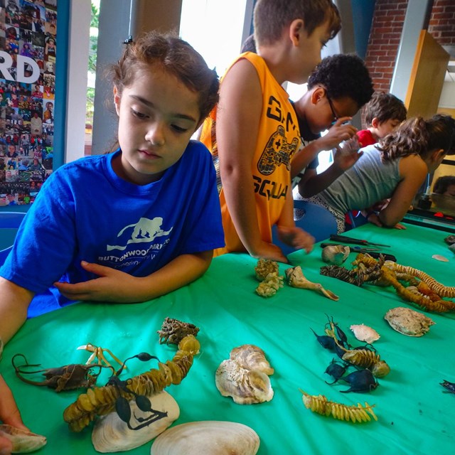 Kids at somethings fishy camp learning about sea creatures.
