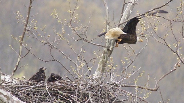 eagle taking off from nest