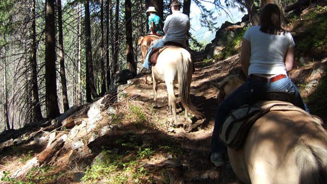 Three riders on horseback along a forested trail.