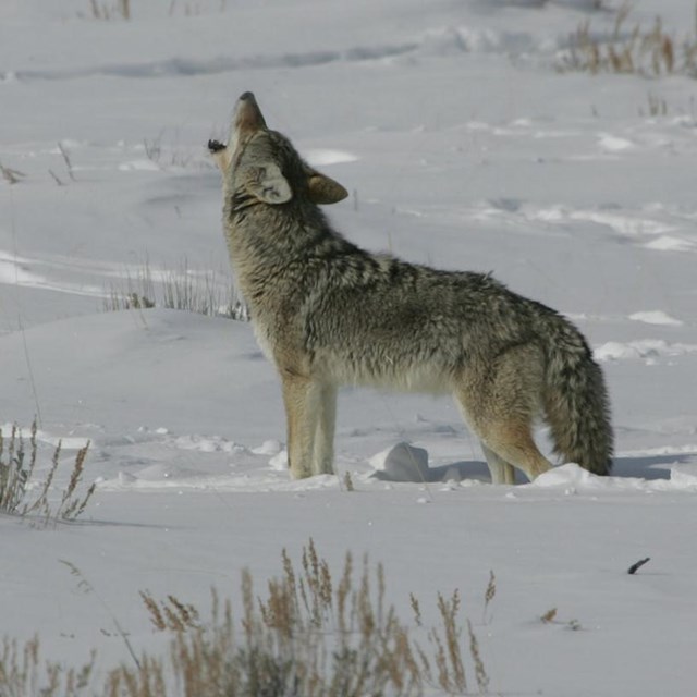 Coyote howling in a snowy field