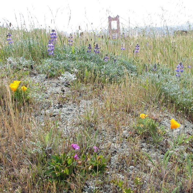 Grassland plants flowering, with the Golden Gate in the background