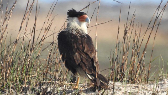 A crested caracara stands on sandy ground with tall grass and looks off camera to the right