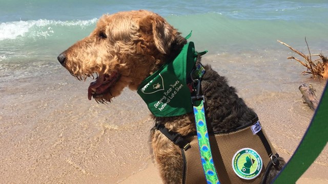 Red dog sitting on a beach wearing a green bandana, volunteer harness and green leash