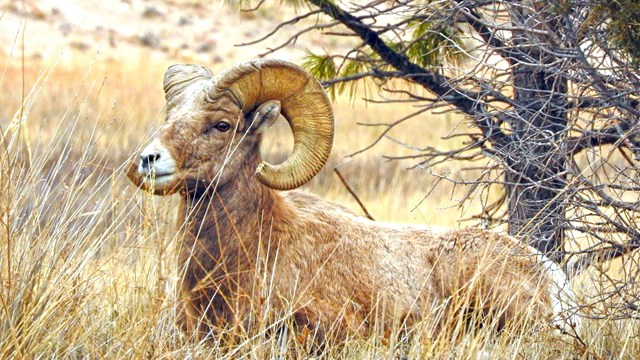 A bighorn sheep ram is bedded down in grass near a pine tree.