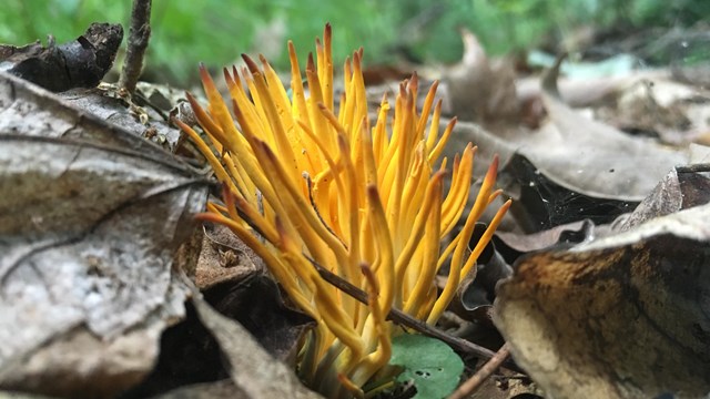 Yellow coral mushroom emerging among leaf litter on the forest floor.