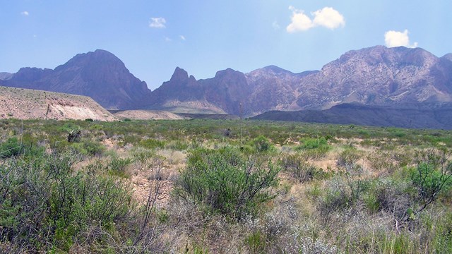 View of grasslands and mountains in Big Bend National Park.