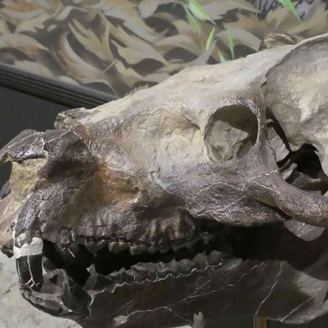 A dinosaur skull