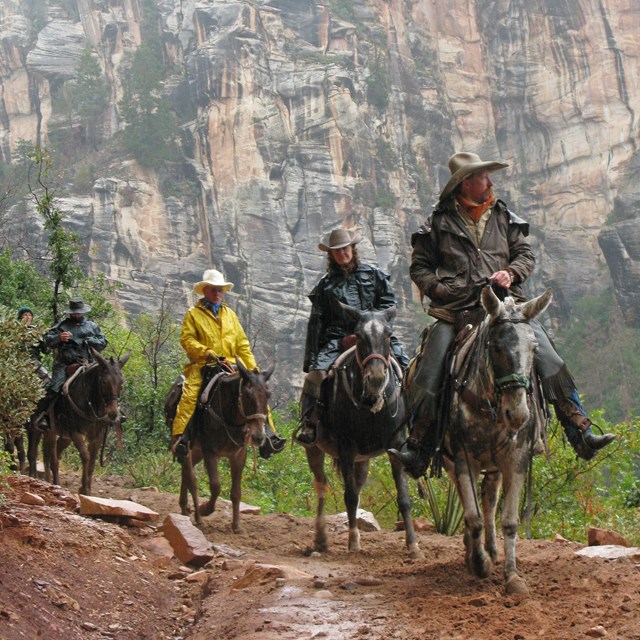 People riding through a foggy canyon on mules