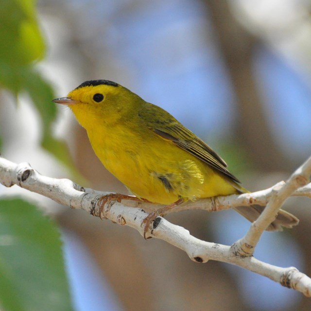 Bright yellow bird with black cap and eyes and greenish wings, perched on a slender branch.