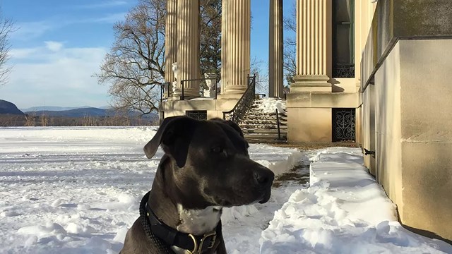 A dog near the mansion in snow.