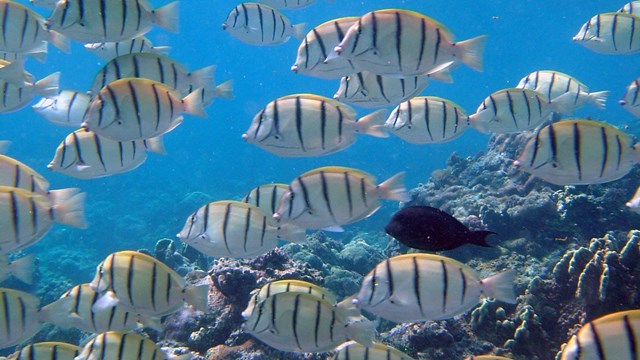 A school of yellow and black striped fish swimming in a coral reef.