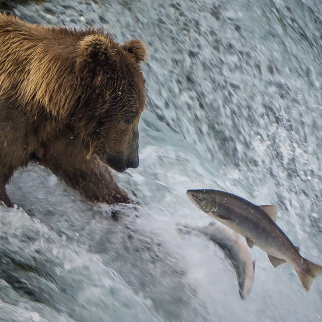 a bear reaching for fish