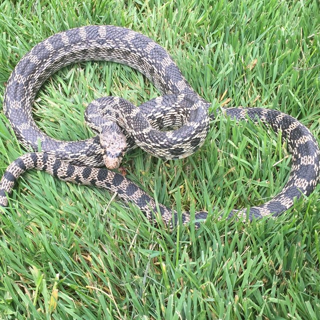 Snake curled up in the grass