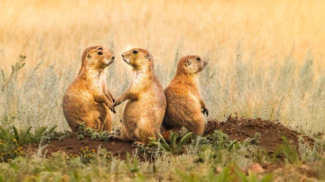 Prairie Dogs are holding hands while another keeps lookout. 